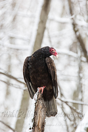 Turkey Vulture 1