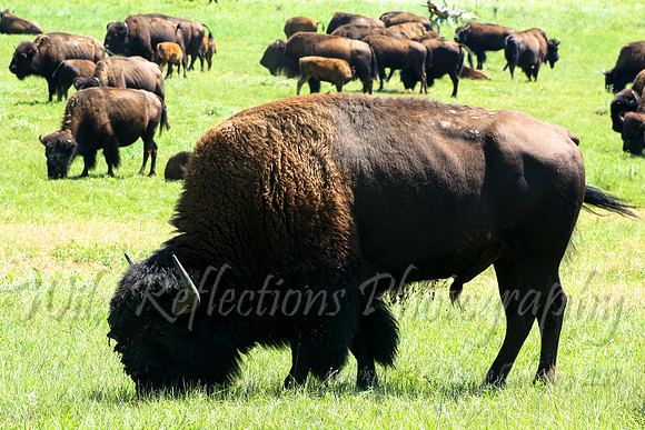 American Bison Herd