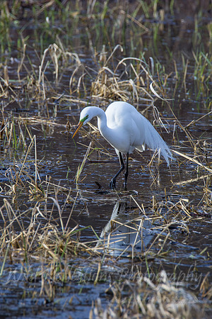Egret Fishing