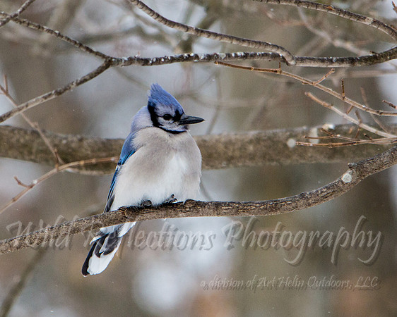 Blue Jay on branch, close-up