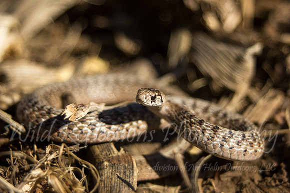 corn snake