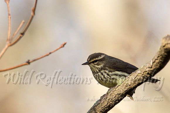 northern waterthrush