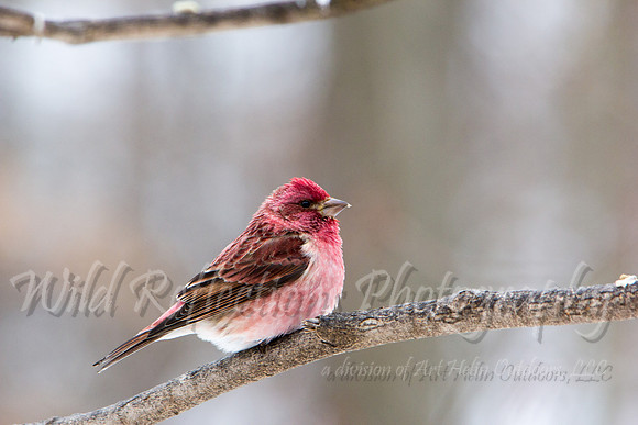 Purple Finch in profle