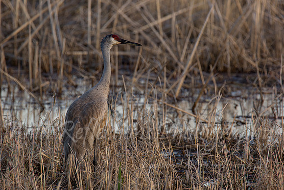 sandhill crane in reeds