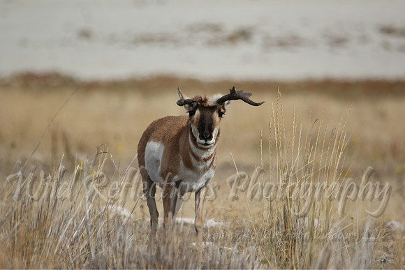 Antelope, buck with crooked horns
