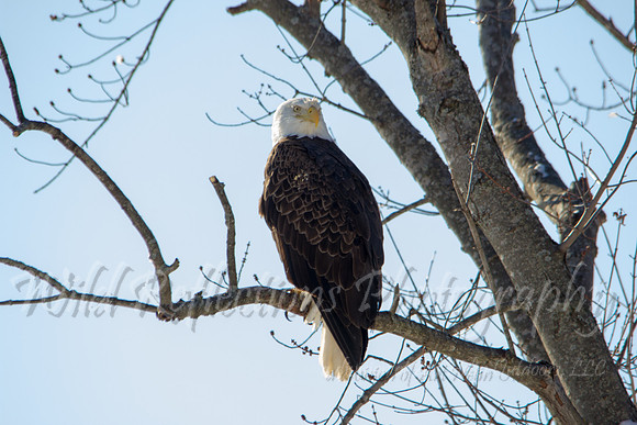 Bald Eagle, adult, rear-facing