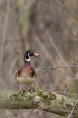 Wood Duck, Drake