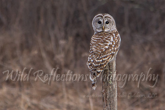 cropped barred owl