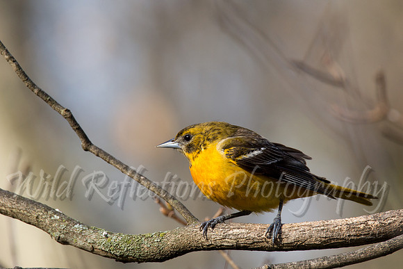 Female Baltimore oriole