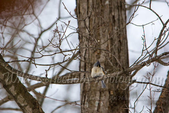 Tufted Titmouse,perched on bare branch