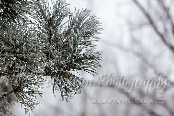 Frosty Pine