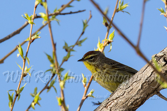 palm warbler