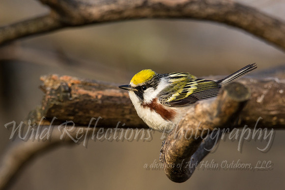 chestnut sided warbler