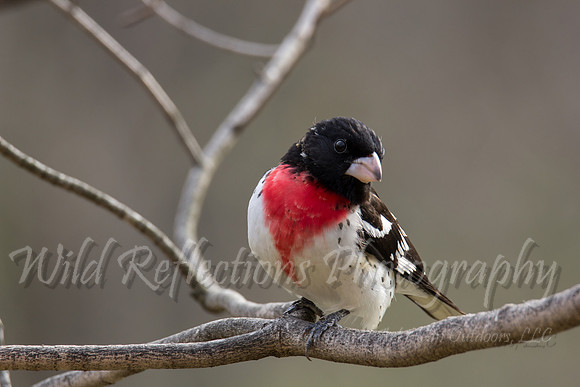 Male Grosbeak 2