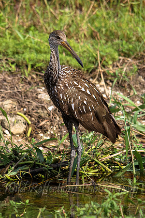 Limpkin