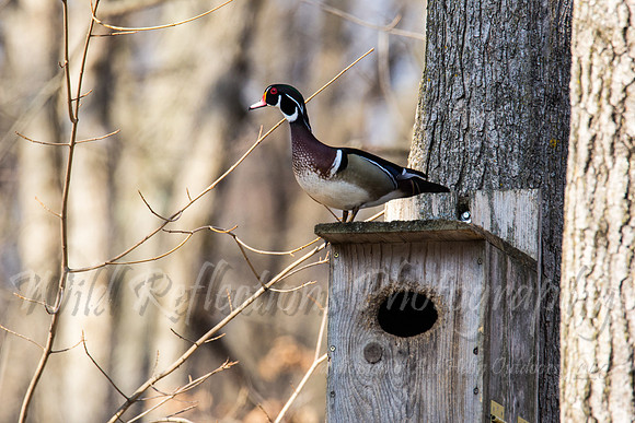Male wood duck on box