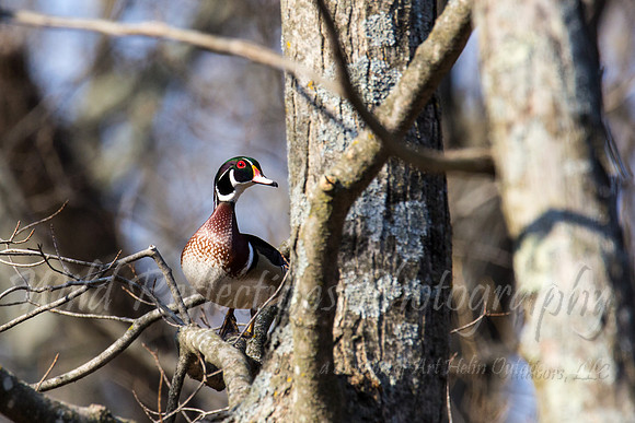 Treed wood duck