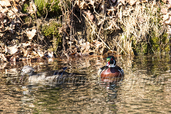 female wood duck feeding