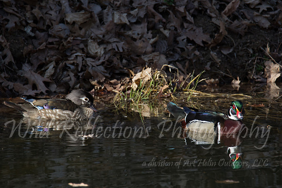 Wood Duck, pair