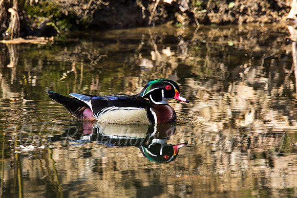 Drake wood duck