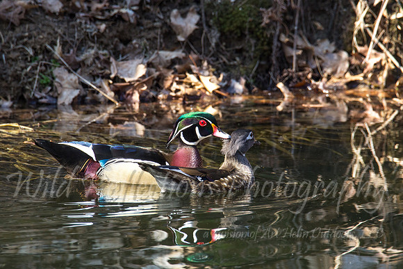 Wood Duck Pair, preening male