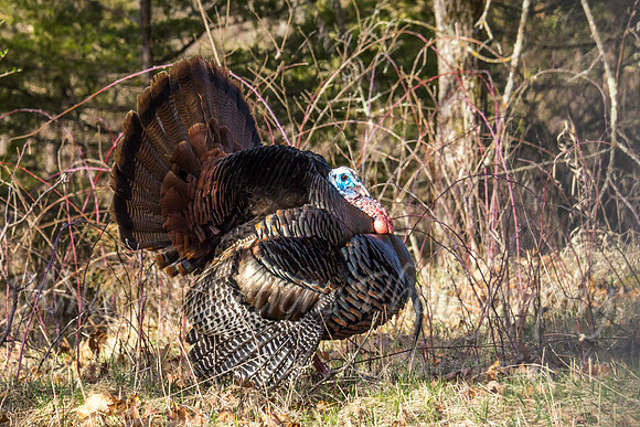 Struttin Turkey slight right