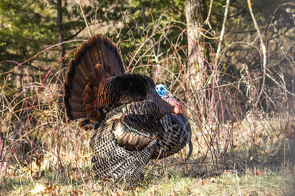 Strutting Turkey side view