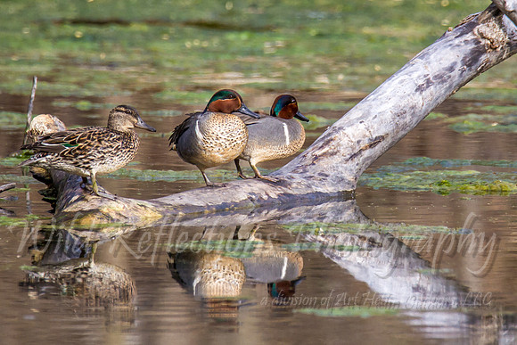 Green wing teal