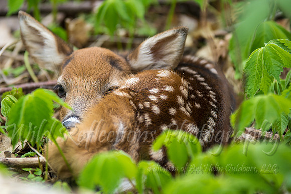 Fawn peek a boo