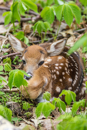 Hidden fawn