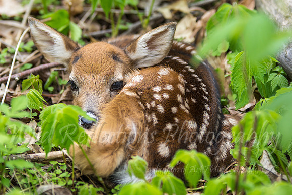 bedded fawn