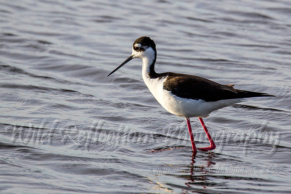Black necked stilt
