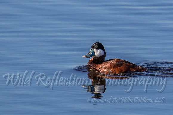 ruddy duck
