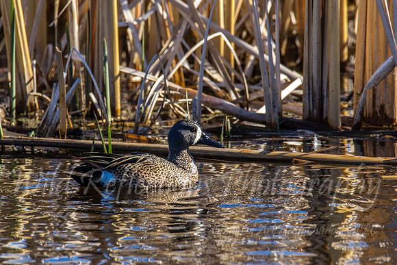 Blue winged teal relaxing