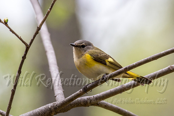 Female Redstart