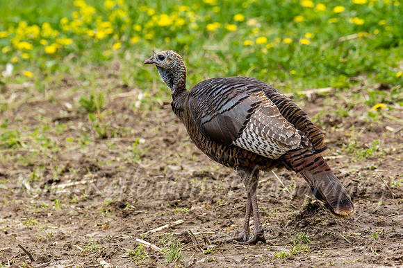 Hen looking left