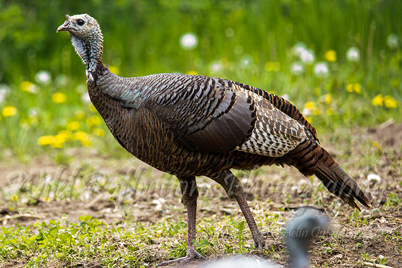 Hen with decoy