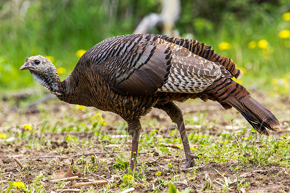 Hen Turkey walking left