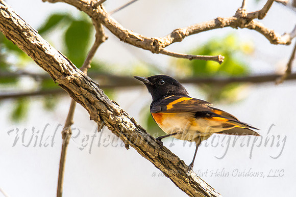 male Redstart