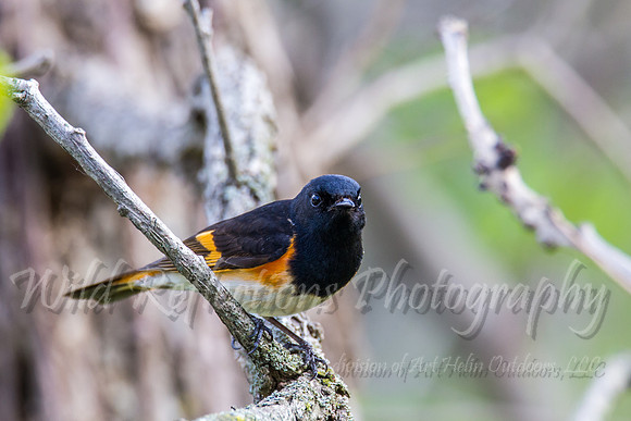 Mad Redstart