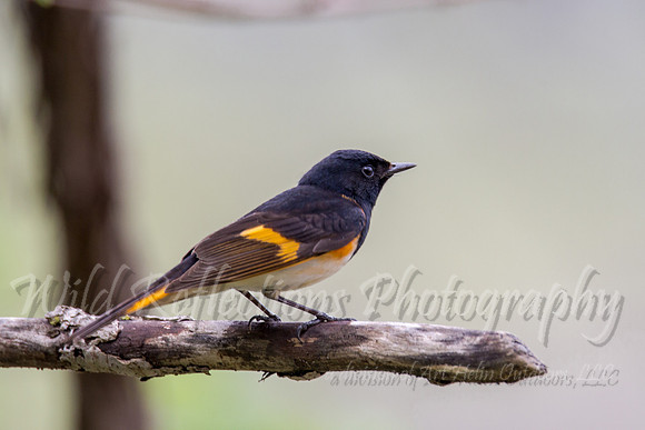 Redstart profile