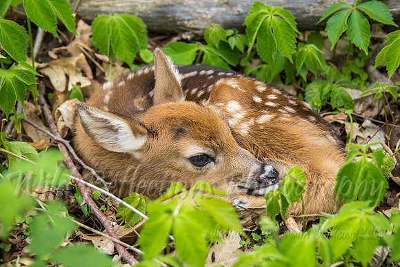 Fawn Bedded side
