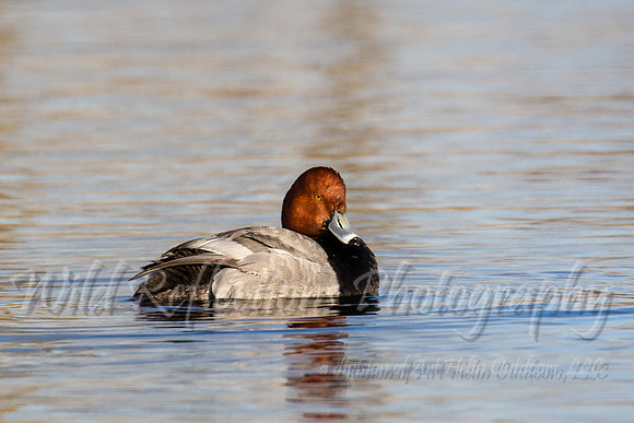 Redhead duck looking at you