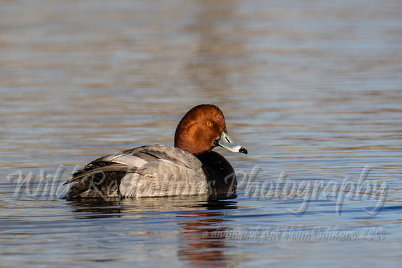 Redhead duck swimming