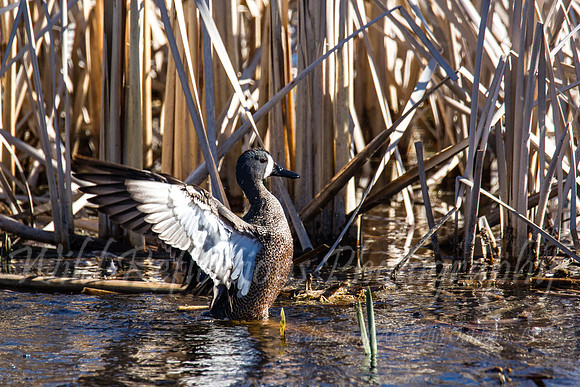 Blue winged teal stretching