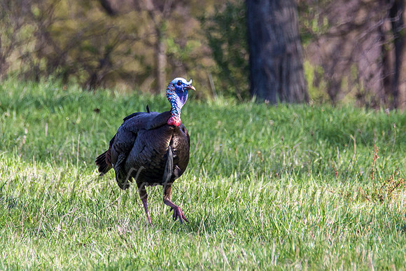 walking gobbler