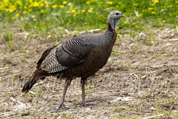 Walking Hen