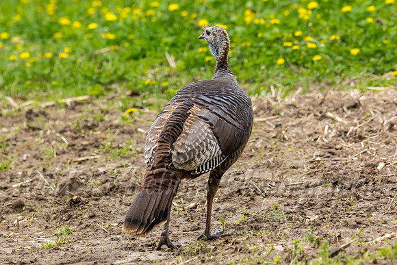 Hen walking away