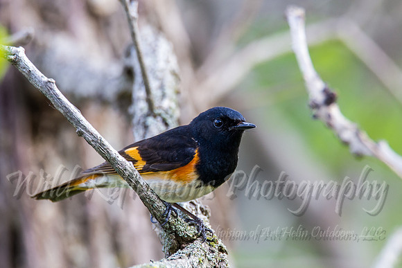 Redstart