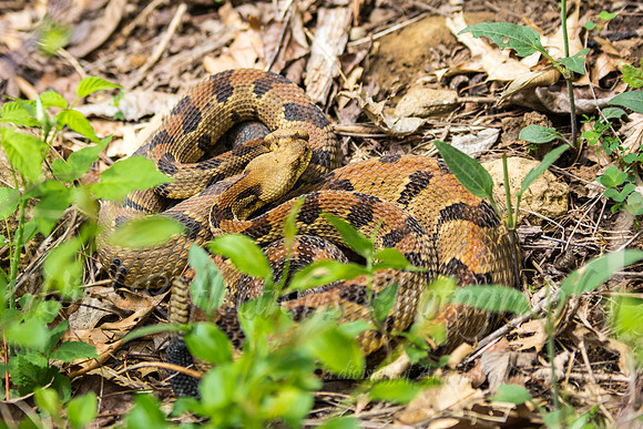 Timber Rattler pair